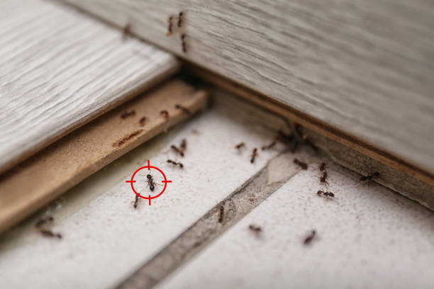 Reliable Panama, OK Pest Control Solutions