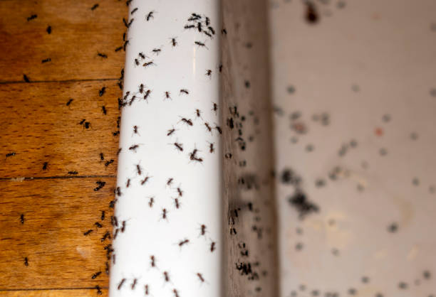 Best Pest Inspection Near Me  in Panama, OK
