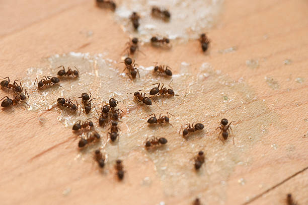 Best Pest Prevention Services  in Panama, OK