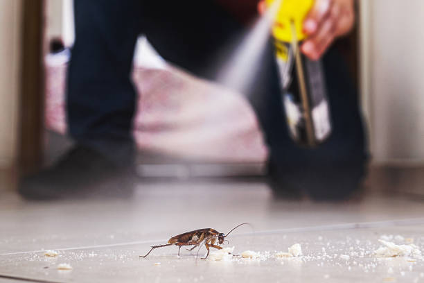 Best Ant Control Services  in Panama, OK